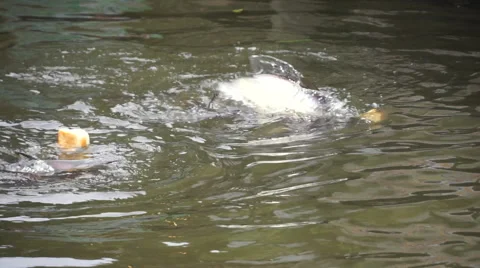 Fish are Fighting for Breads Stock-Footage 54639141