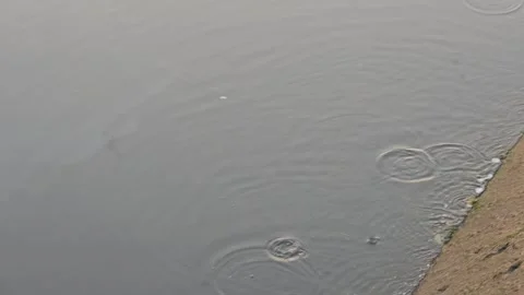 Fish are playing in the river water. Stock Footage 322989372