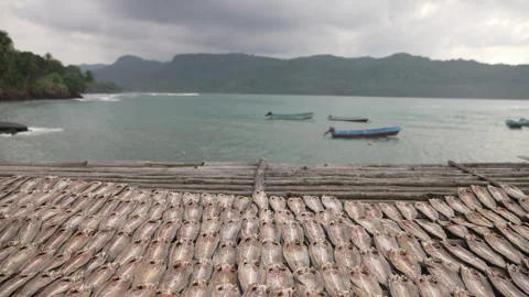 Fish are salted and dried for market Stock Footage 241571799