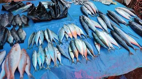 Fish are sold Stock Footage 205582130