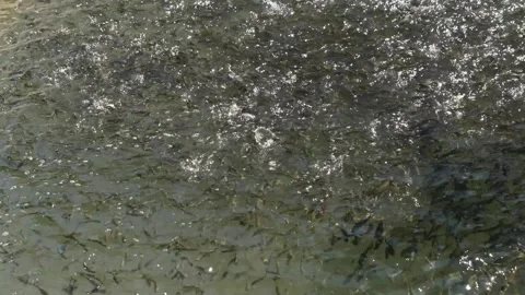 Fish are swimming in the river Stock Footage 294036491
