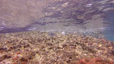 Fish around rocks Stock Footage 135286410