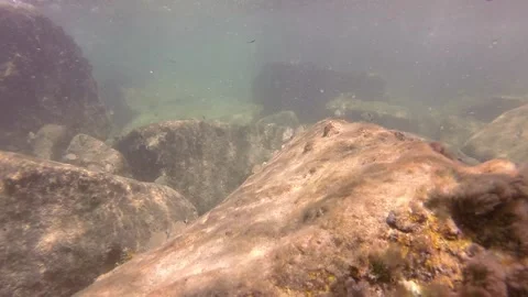 Fish around rocks in waves 動画素材 135545031