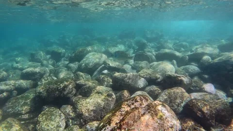 Fish around rocky ocean bottom Stock Footage 237241540