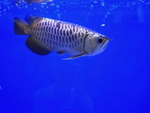 Fish Arowana Stock Footage 80818573