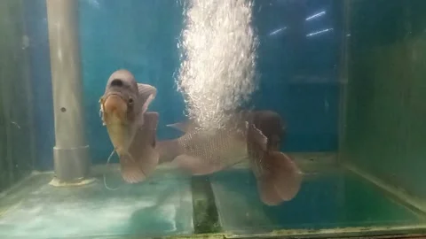 Fish in the artificial pond Stock Footage 157085885