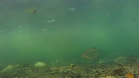Fish Asp, Leuciscus aspius, rare underwater shot 4K Stock Footage 147613459
