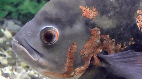 Fish, Astronotus Stock Footage 43809174