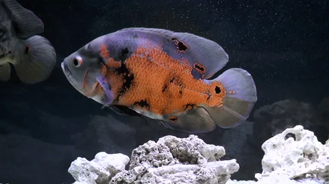 Fish-Astronotus Stock Footage 68190217