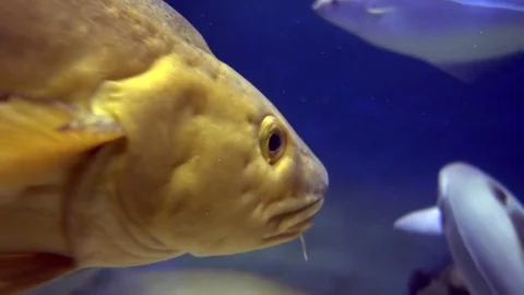 Fish - Atlantic Cod, Gadus morhua.4K footage 库存影片 74273714