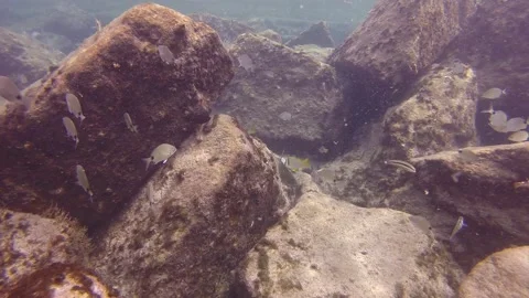 Fish in Atlantic Ocean 動画素材 135286398