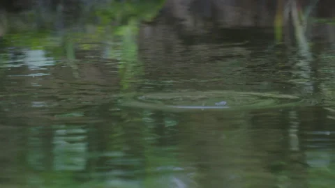 Fish attacks dry fishing fly moving on the water surface Stock Footage 343012217
