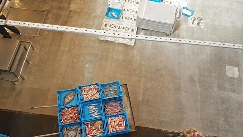 Fish auction Blanes, Spain. Containers on conveyor Video stock 98237018