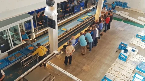 Fish auction Blanes, Spain. Containers on conveyor Stock Footage 98237237
