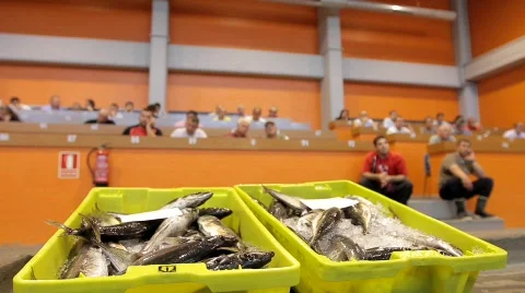 Fish auction Vidéo 795217