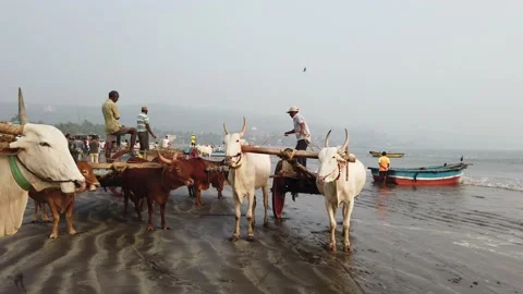 Fish auction at Harnai beach Stock Footage 147427280