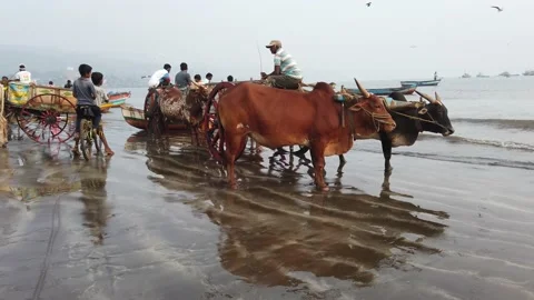 Fish auction at Harnai beach Stock Footage 147427435