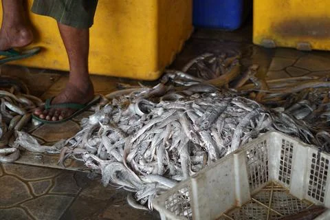 Fish auction place Stock-Fotos