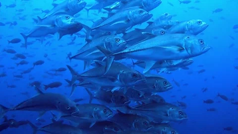 Fish avoid hammerhead sharks by using scuba diver for cover Vídeo Stock 272565384