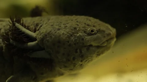 Fish axolotl 库存影片 91786258