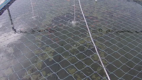 Fish baby Stock Footage 167798495