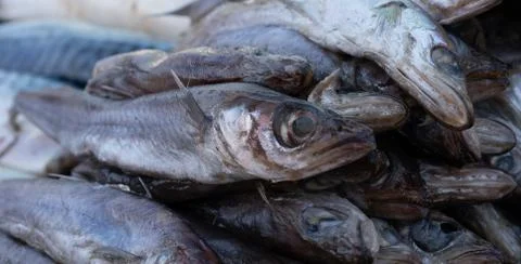 Fish as background and texture. Stock Photos