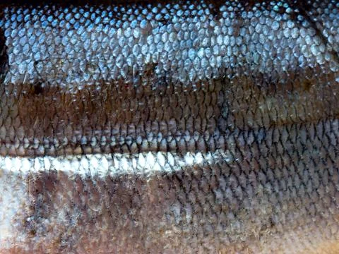 Fish background. 스톡 사진