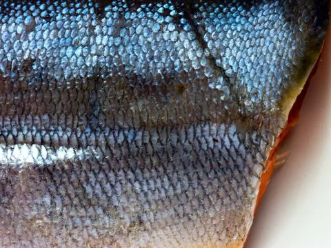 Fish background. 스톡 사진