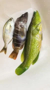 The fish background unit isolate Stock Photos