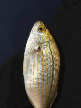 The fish background unit isolate 스톡 사진