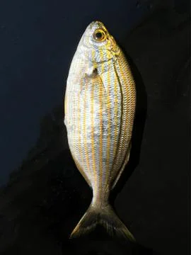 The fish background unit isolate Stock Photos