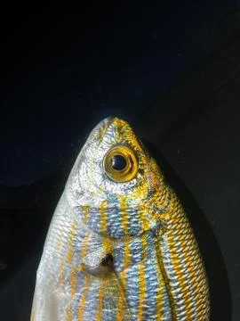 The fish background unit isolate Stock Photos