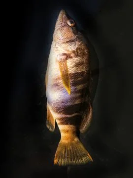 The fish background unit isolate Stock-Fotos