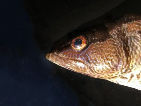 The fish background unit isolate Stock Photos