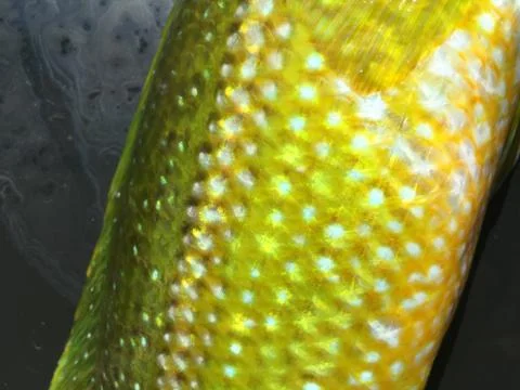 The fish background unit isolate Stock Photos