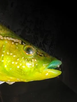 The fish background unit isolate 스톡 사진