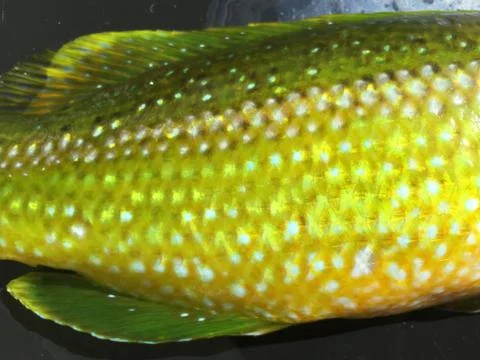 The fish background unit isolate Stock Photos