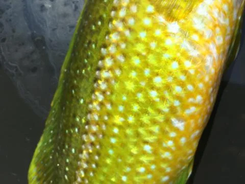 The fish background unit isolate Stock-Fotos