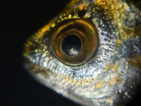 The fish background unit isolate Stock Photos