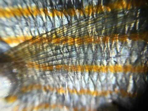 The fish background unit isolate Stock Photos