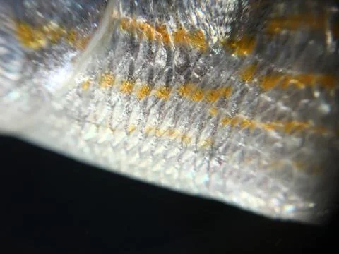 The fish background unit isolate Stock Photos