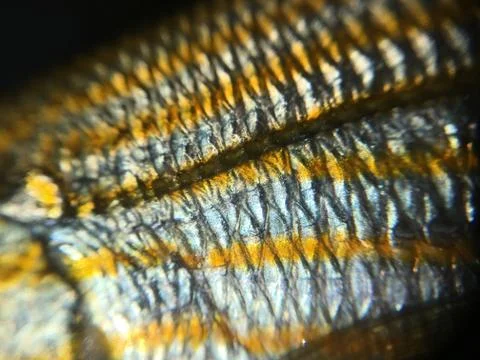 The fish background unit isolate Stock Photos