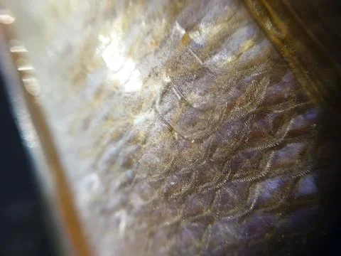 The fish background unit isolate Stock Photos