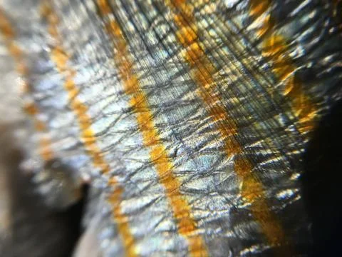 The fish background unit isolate Stock Photos