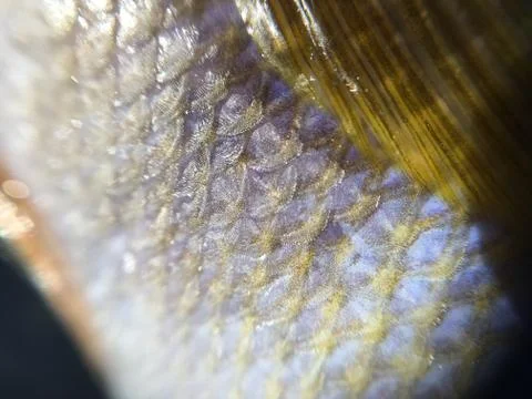 The fish background unit isolate Stock Photos