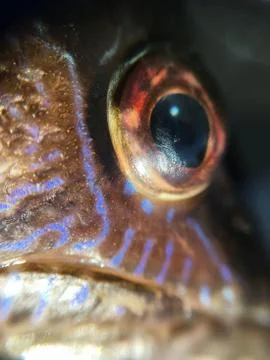 The fish background unit isolate Stock Photos