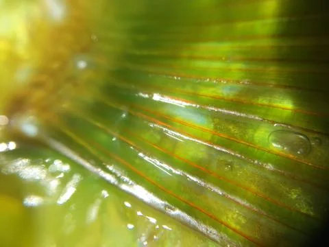 The fish background unit isolate Stock Photos