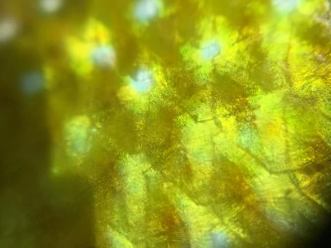 The fish background unit isolate Stock Photos