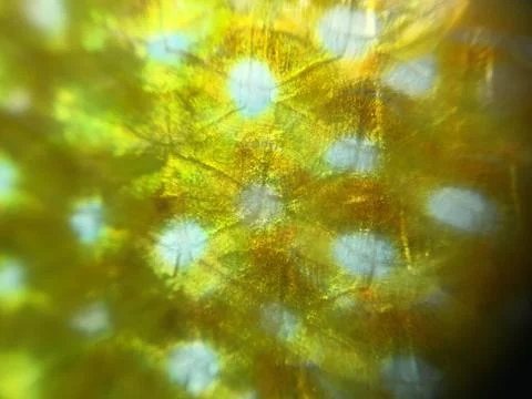 The fish background unit isolate Stock Photos