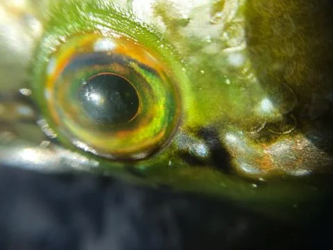 The fish background unit isolate Stock Photos